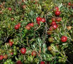 Acrothamnus montanus