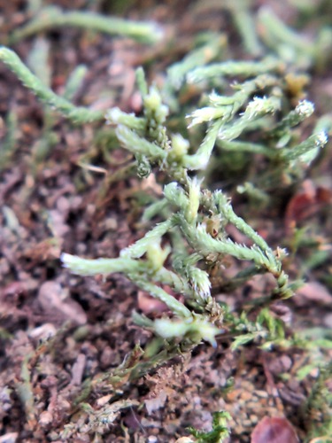 Hedwigia ciliata observed 2026-10-25