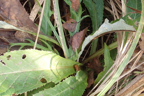Heterophyllus, 2026-10-27