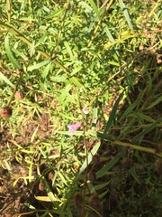 Agalinis genistifolia