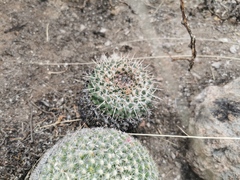 Mammillaria gigantea