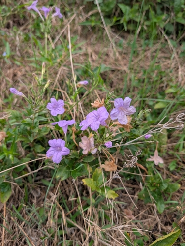 Ruellia observed 2026-10-27