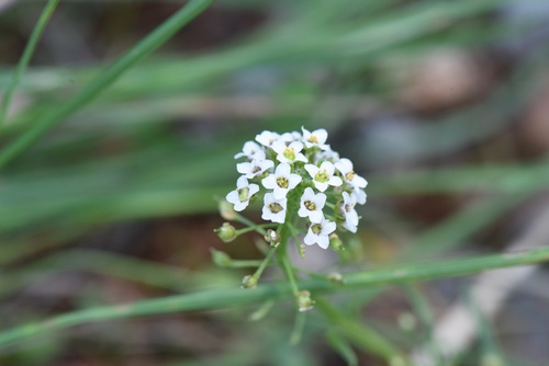 Draba, 2026-10-26