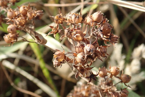 Lysimachia vulgaris, 2026-10-27