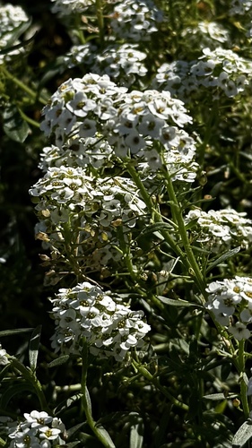 Draba, 2026-10-27