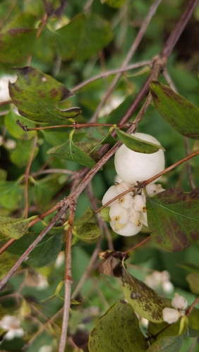 Vaccinium observed 2026-10-27