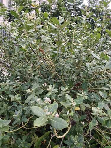 Calotropis gigantea observed 2026-10-26