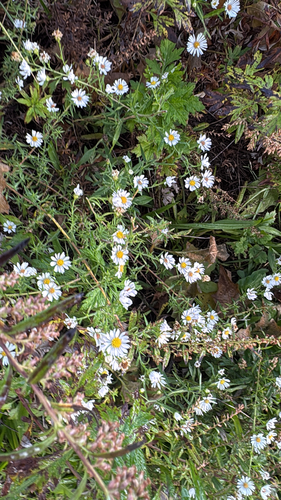 Symphyotrichum pilosum, 2026-10-27