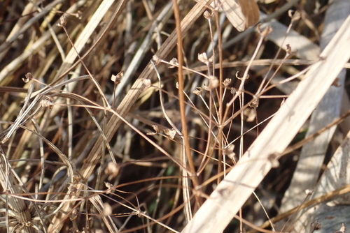 Alisma plantago-aquatica observed 2026-10-27