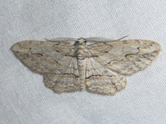 Iridopsis pergracilis