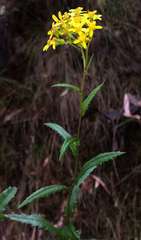 Senecio linearifolius denticulatus