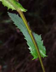 Senecio linearifolius denticulatus