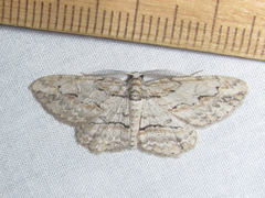 Iridopsis pergracilis