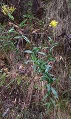 Senecio linearifolius denticulatus