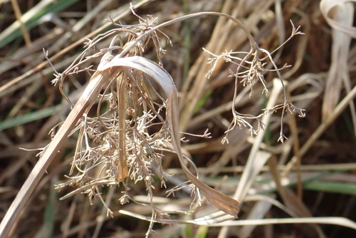 Scirpus sylvaticus, 2026-10-27