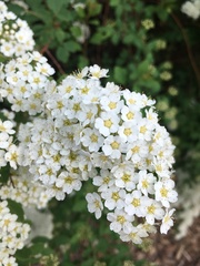 Spiraea × vanhouttei