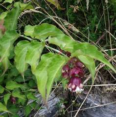 Leycesteria formosa