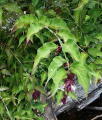 Leycesteria formosa