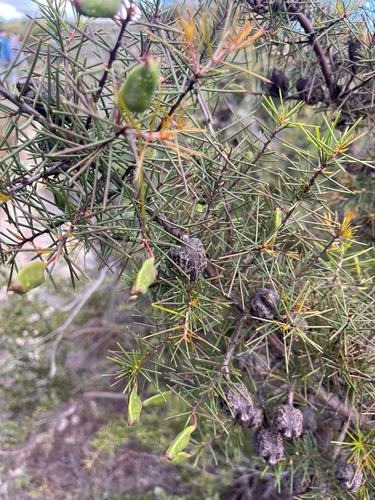 Hakea sericea observed 2026-10-22