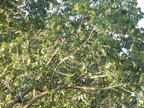 Swietenia macrophylla observed 2026-10-26