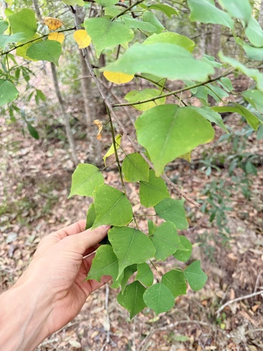 Triadica sebifera observed 2026-10-26
