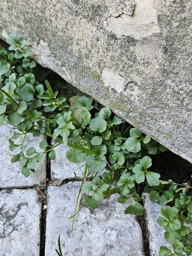 Cardamine observed 2026-10-27