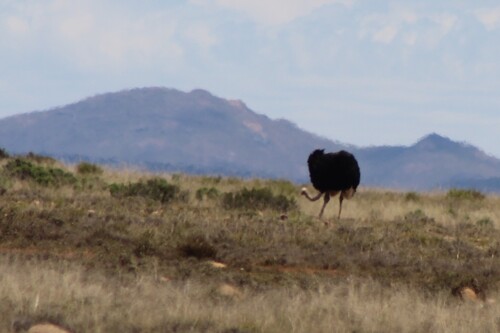 Struthio camelus observed 2026-10-25