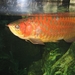 Asia-Pacific Arowanas - Photo (c) Ginkgo100, some rights reserved (CC BY-SA)