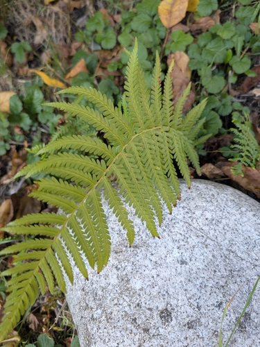 Dryopteris filix-mas observed 2026-10-27