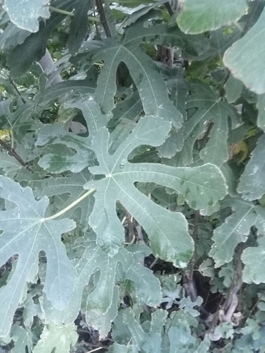 Ficus observed 2026-10-27