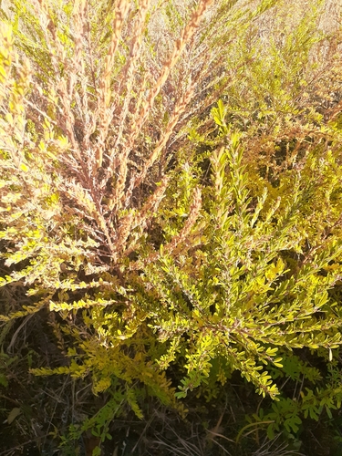 Lespedeza cuneata observed 2026-10-27
