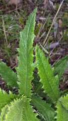 Senecio linearifolius denticulatus