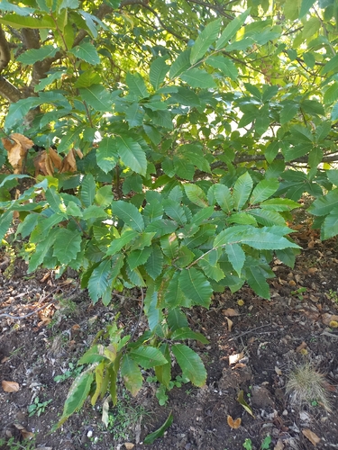 Castanea observed 2026-10-27