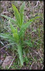 Senecio linearifolius denticulatus