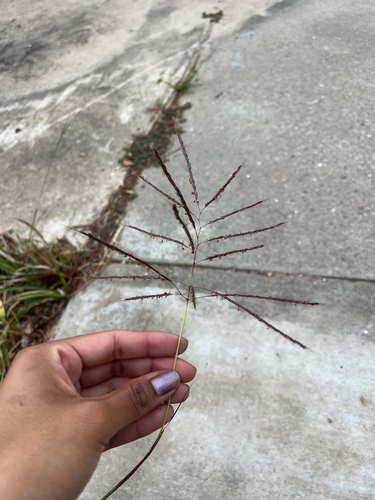 Bothriochloa bladhii observed 2026-10-27