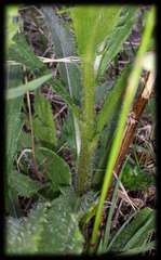 Senecio linearifolius denticulatus