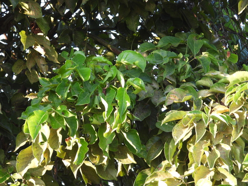 Bischofia javanica observed 2026-10-26