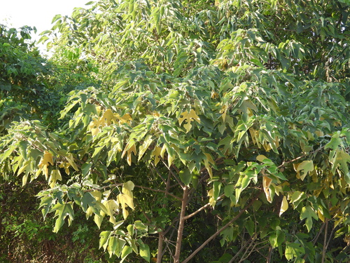 Broussonetia papyrifera observed 2026-10-26