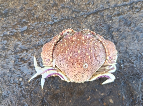 Cycloes granulosa observed 2026-10-27