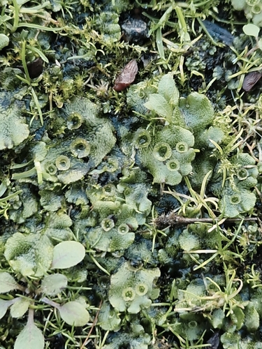Marchantia observed 2026-10-27