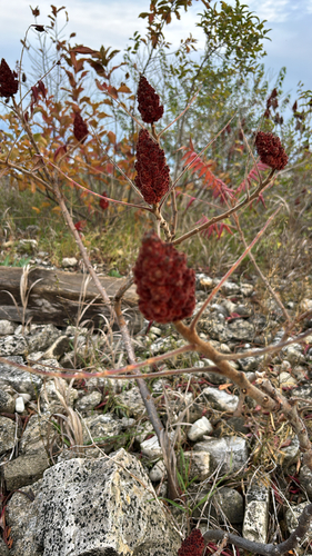 Rhus typhina observed 2026-10-27