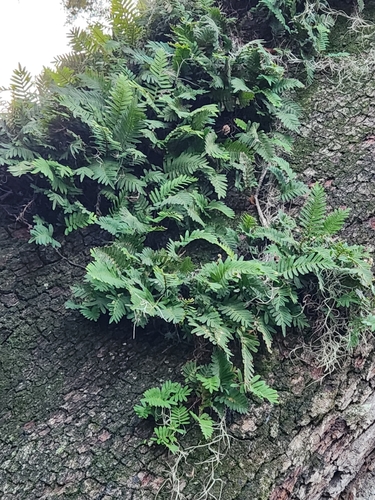 Pleopeltis polypodioides observed 2026-10-26
