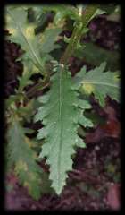 Senecio biserratus