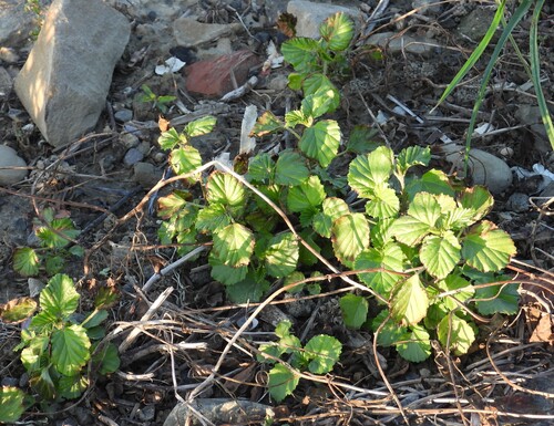 Malvastrum coromandelianum observed 2026-10-26