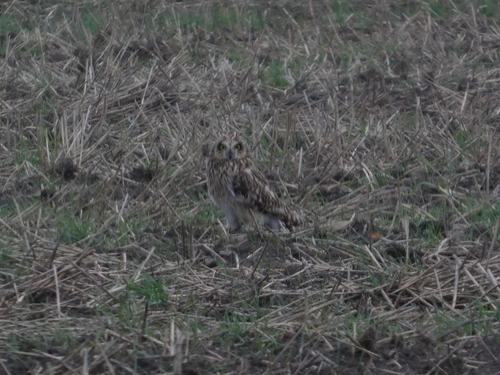 Asio flammeus observed 2026-10-27