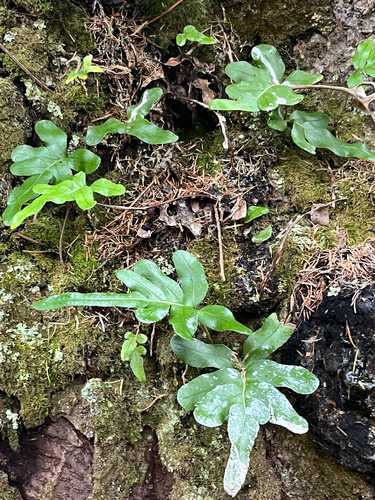 Polypodium scouleri observed 2026-10-25