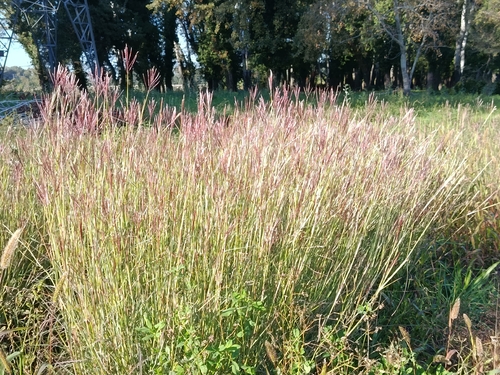 Digitaria observed 2026-10-27
