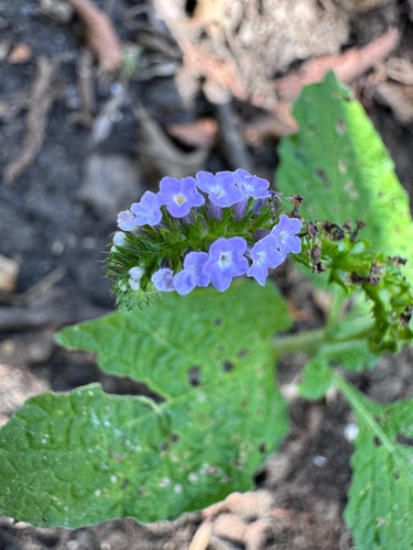 Heliotropium indicum observed 2026-10-26
