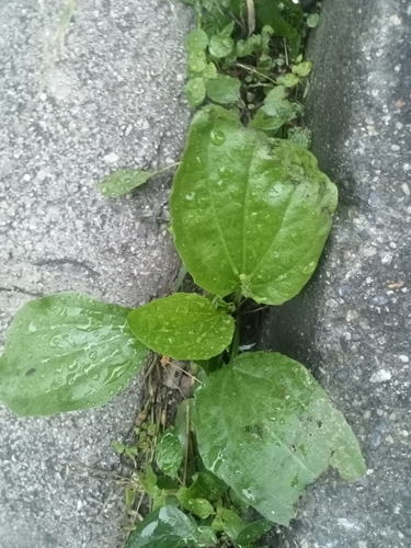 Plantago major observed 2026-10-27