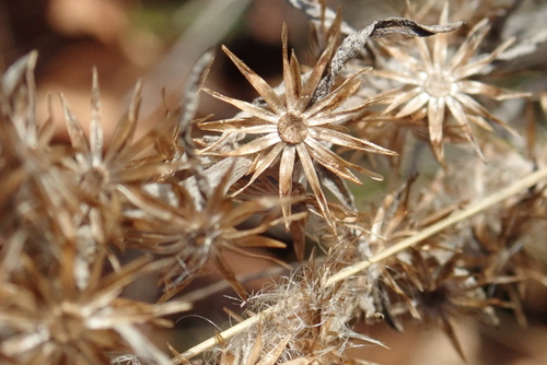 Omalotheca sylvatica observed 2026-10-27